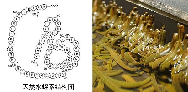 水蛭素、仿生纳米、华农研究