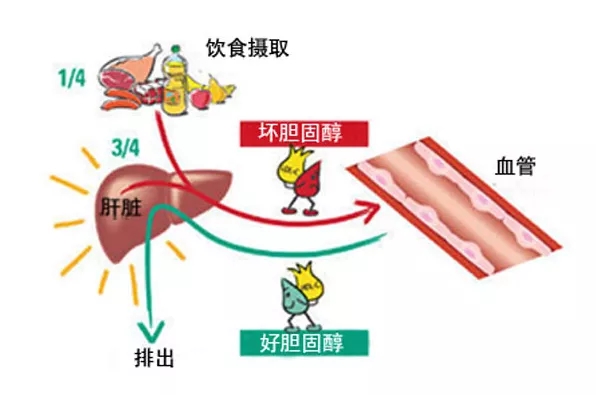 水蛭素、胆固醇、高血脂