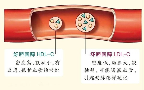 水蛭素、胆固醇、壮医水蛭疗法培训